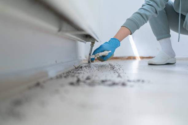 Best Ant Control Services  in Leadville, CO